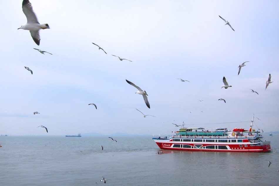 Lots of seagulls in a sky over the ship