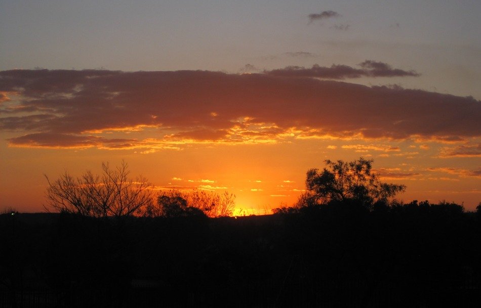 golden sunset over black bushes