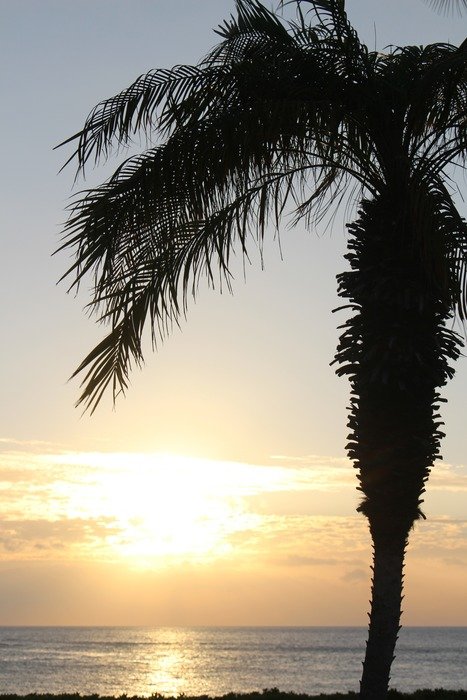 palm tree on the shore of a tropical island at sunset