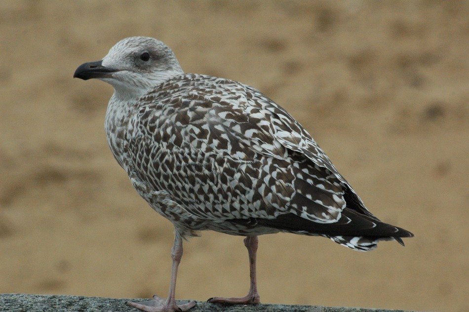 Black backed gull on the beach