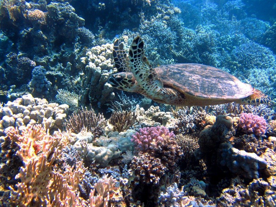turtle in the Red Sea