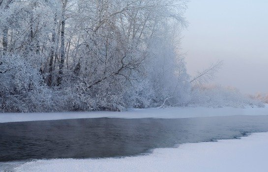 Beautiful snowy forest