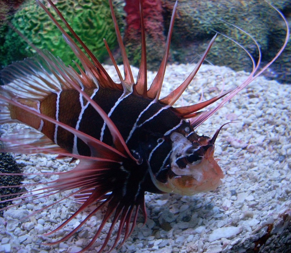 charmingly beautiful clearfin