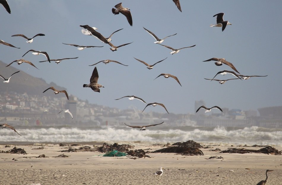 foraging segulls on the beach