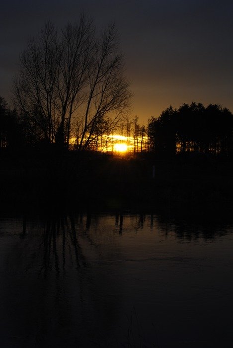 silhouettes of different trees in the dark