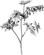 black and white drawing plants bleeding heart