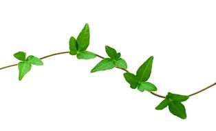 Clipart of green leaves on a branch