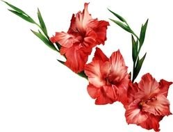 Gladiolus Flower drawing