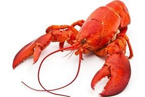Lobster drawing