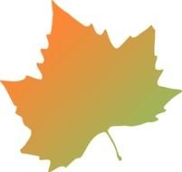 yellow green maple leaf