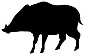 drawn black boar on a white background