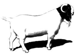 drawing of Market Goat