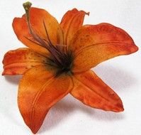 orange lily on the white background