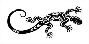 black and white lizard on a white background