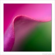 Black And White Flowers Border You Calm Anddownload Flower