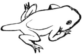 Toad drawing