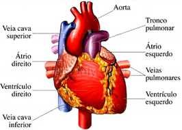 Anatomia Do Coracao 14