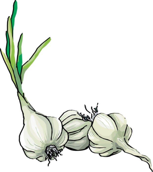Download The Garlic