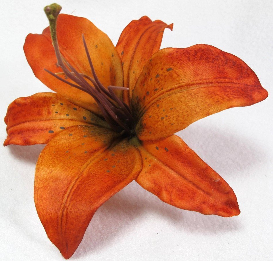orange lily on the white background