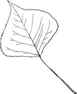 Genus Populus L Aspen drawing