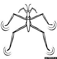 Pin Insect Coloring Pages Maxine Birthday Cards Video Home Maska World