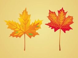 orangeand red Autumn Maple drawing