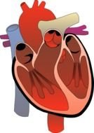 human heart drawing