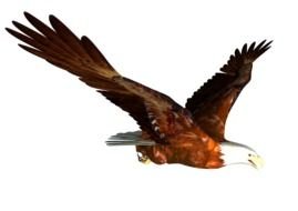 Cartoon flying eagle clipart