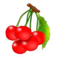 painted five red cherries on a branch