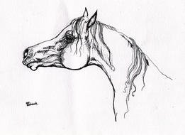 Horsesdrawing