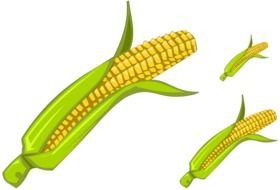drawn three ears of corn