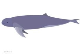 sperm whale in florida