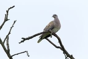 bird sits on a thin branch against the sky