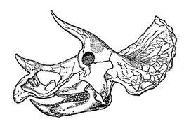Dinosaur Skull Drawing Images & Pictures Becuo