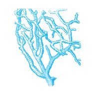 painted blue coral on a page in a book