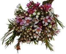 Purple Waxflower Lady