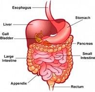 The Layout Of Digestive Tract