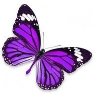 Sticker Mural Papillon Violet Univers