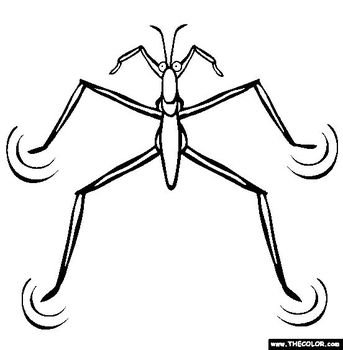 Pin Insect Coloring Pages Maxine Birthday Cards Video Home Maska World
