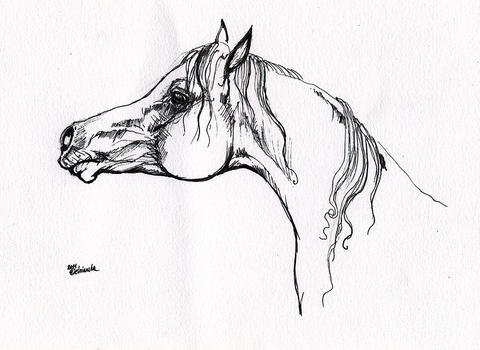 Horsesdrawing