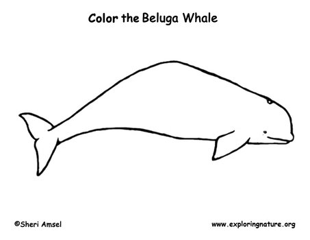 Whale Beluga Coloring Page clipart