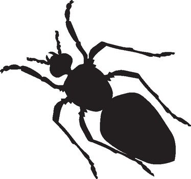 Black Ant Silhouette