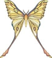 Clip Art Of A Luna Moth Dixie Allan