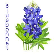 Bluebonnet Original Art Texas State Flower