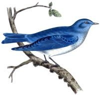 blue bird on a branch as a picture for clipart