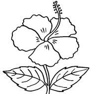 Hibiscus Flower In Bloom Coloring Page