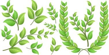 branches with green leaves