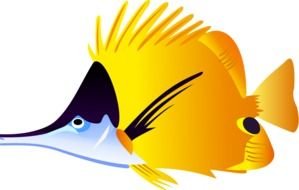 Tropical orange Fish drawing