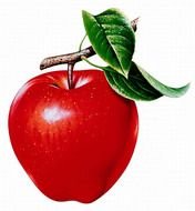 nice red fresh apple drawing
