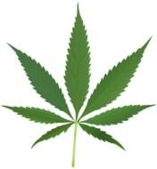 green leaf on white ground